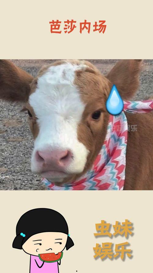 抖音娱乐吃瓜号